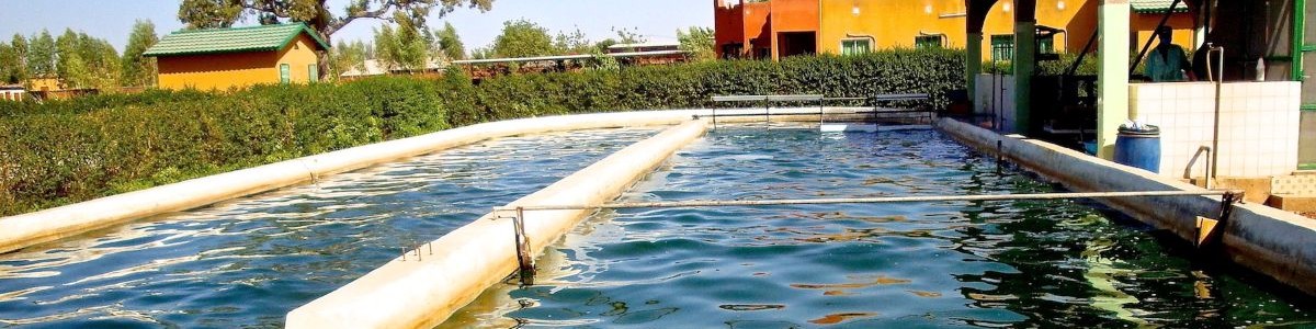 1 Bassin productionNayalgue